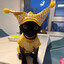 Jester cat :3