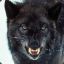 Wolfman