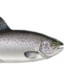 salmon4442