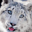 Snow Leopard