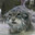 LePallasCat
