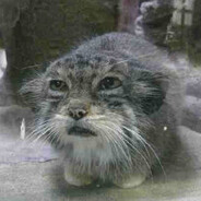 LePallasCat