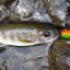panfish3