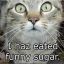 Lolcatz