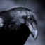 Raven™