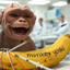 Monkey Yonki