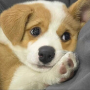 这么急你怎么不去奥运