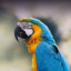 MACAW