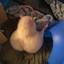 Rat