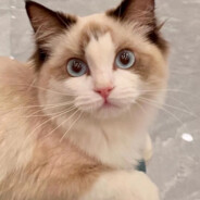 你先别急着端锅