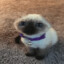 PoiSie