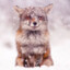 Fox-In-a-Snow