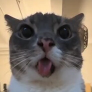 Чайный гриб