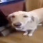 butter dog