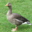 goose