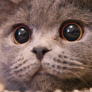 马大姐小熊硬糖