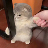 等机器人拉个大电