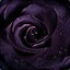 darkrose362