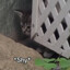 justashycat