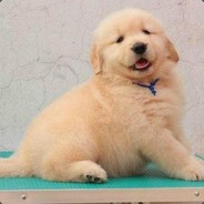 恕我直言在座都是垃圾