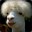 Llama