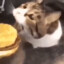 Kittie,you can has cheeseburger