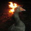 burning_goose