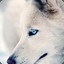 whitewolf93live