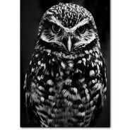 BLACKOWL
