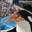 Shamu