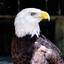 The Eagle