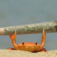 fucking crab