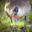 goose