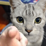 翻斗花园小丫子