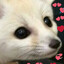 キティ膿 (kiti n's avatar