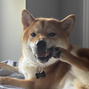 Shiba Inu