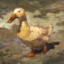 DuckaBoo385