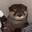 shindo