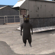 ToastOnCat