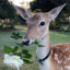 Dandy Doe