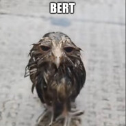Bert