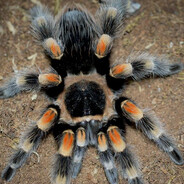 .rat | молочность