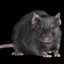rat