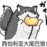 西伯利亚大灰狼