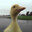 What the quack? КрЯ КрЯ