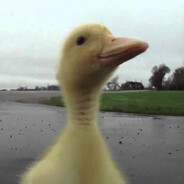 What the quack? КрЯ КрЯ