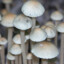 Panaeolus nec