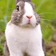 ITORMENTBUNNIES - steam id 76561197960507447
