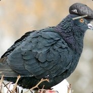 Ruzya Kefir - steam id 76561197971722555