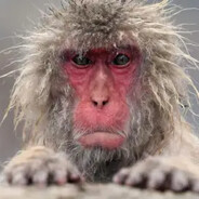 Mountain Monky